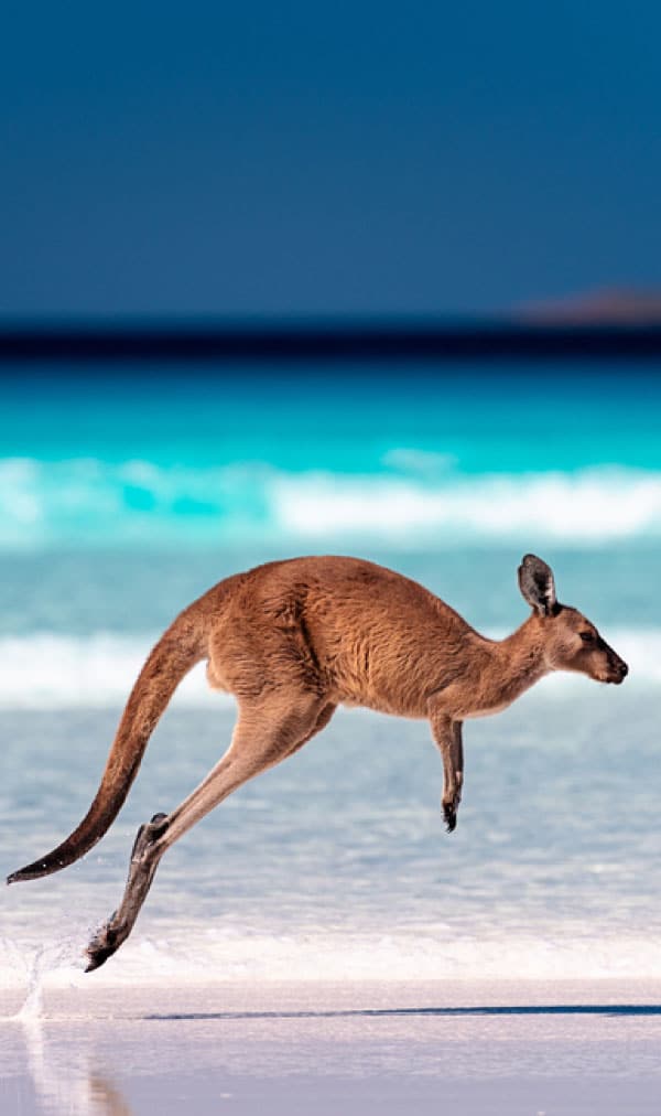 لماذا يفضل العديد السفر الي استراليا للسياحة؟